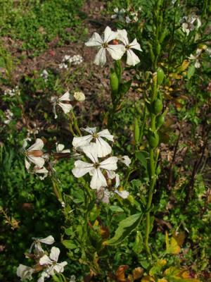 Eruca sativa (rúcula)
